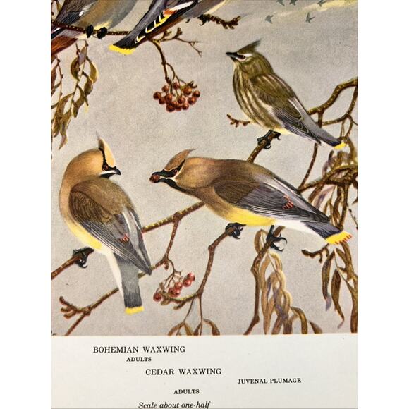 VTG Waxwing Bookplate Allan Brooks Lithograph Bird Portraits In Color - Picture 8 of 8